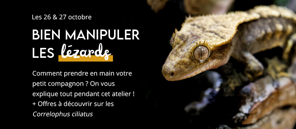Manipuler lézards
